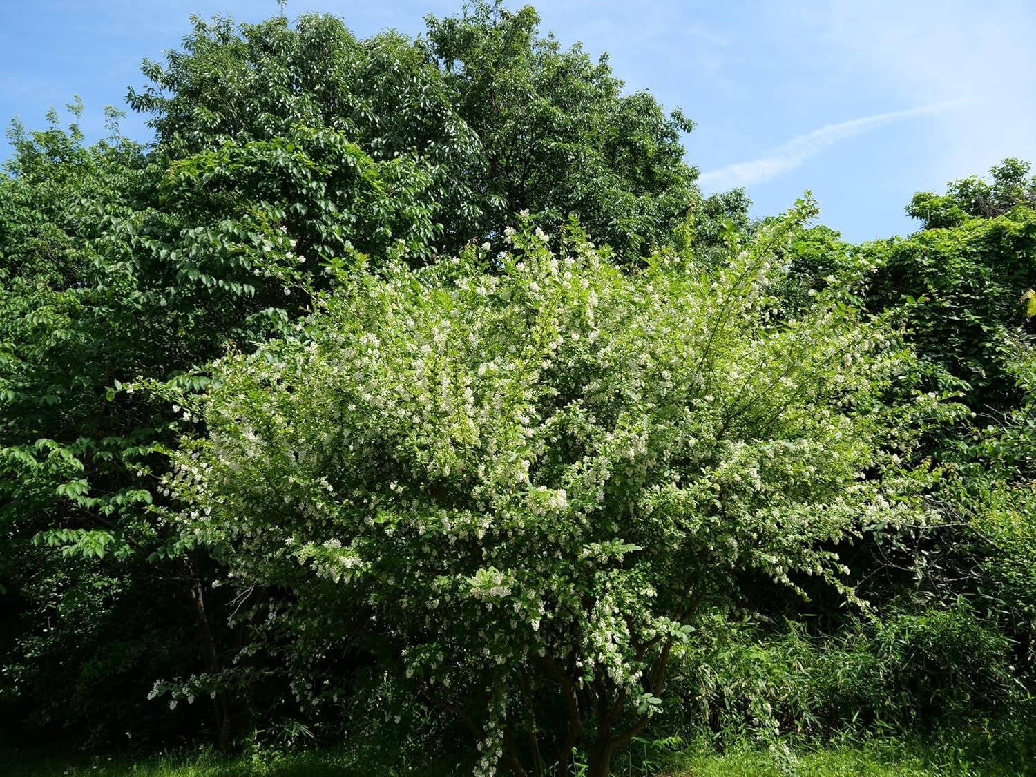 Buschiger Liguster Ligustrum obtusifolium var. regelianum, grünes Gehölz mit dichten Blättern, Stauden Gänge.