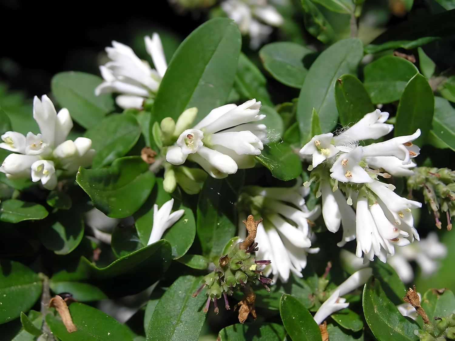 Buschiger Liguster (Ligustrum obtusifolium var. regelianum) als Gehölz, grüne Blätter, dichter Strauch, Stauden Gänge.