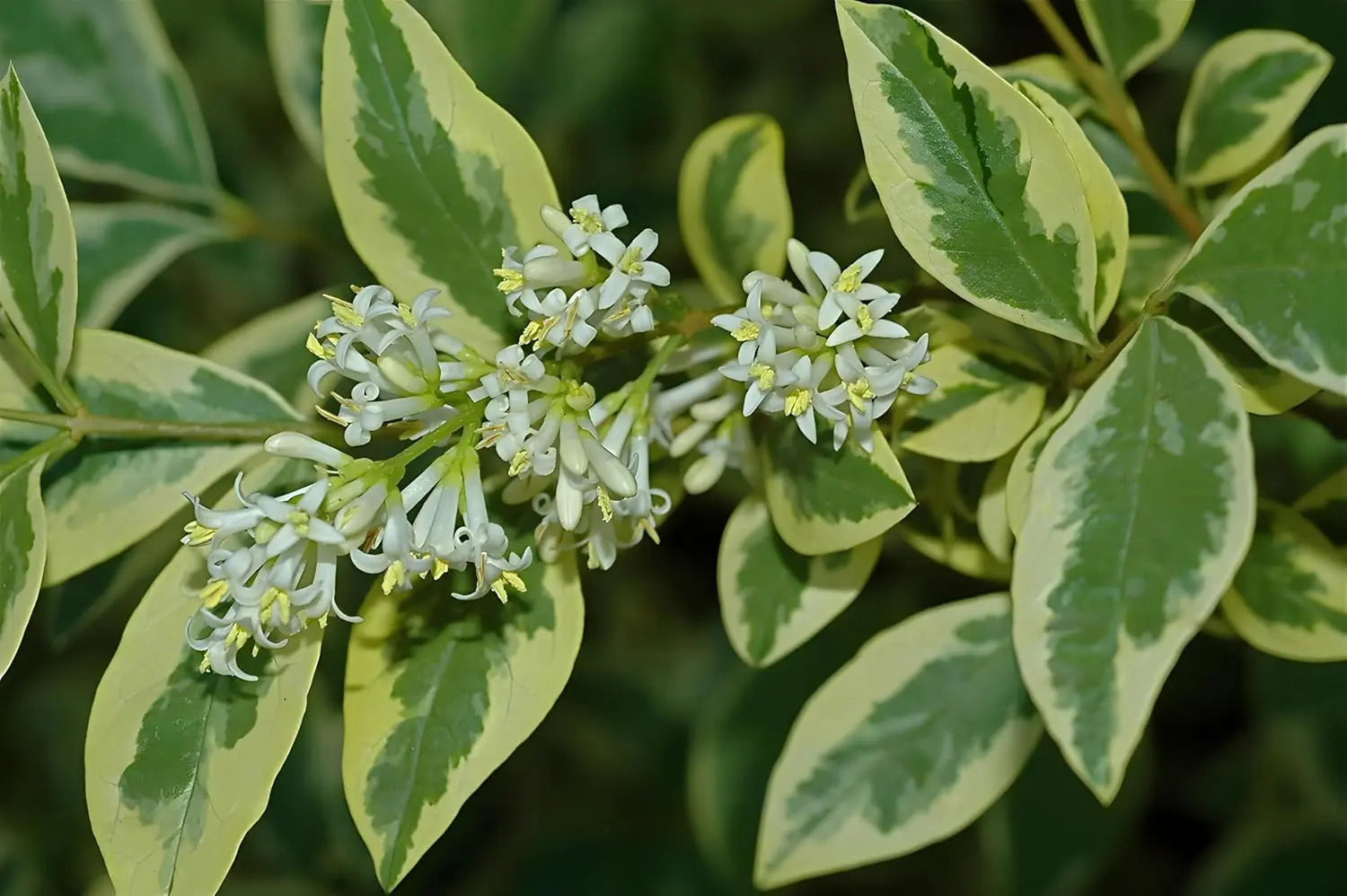 Weißbunter Liguster Ligustrum ovalifolium 'Argenteum' als Gehölz mit silberweißen Blättern, von Stauden Gänge.