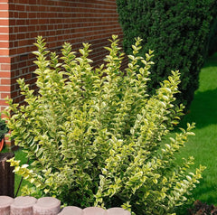 Goldliguster Ligustrum ovalifolium 'Aureum' Gehölz von Stauden Gänge mit goldgelben Blättern, gesund und buschig wachsend