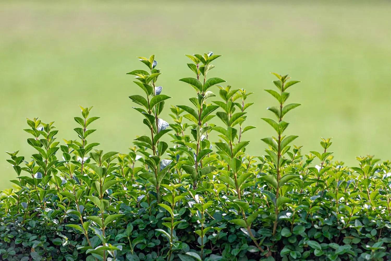 Ovalblättriger Liguster 'Green Diamond' vom Gehölz, dichtes grünes Laub, Stauden Gänge, ideal für Hecken und Sichtschutz