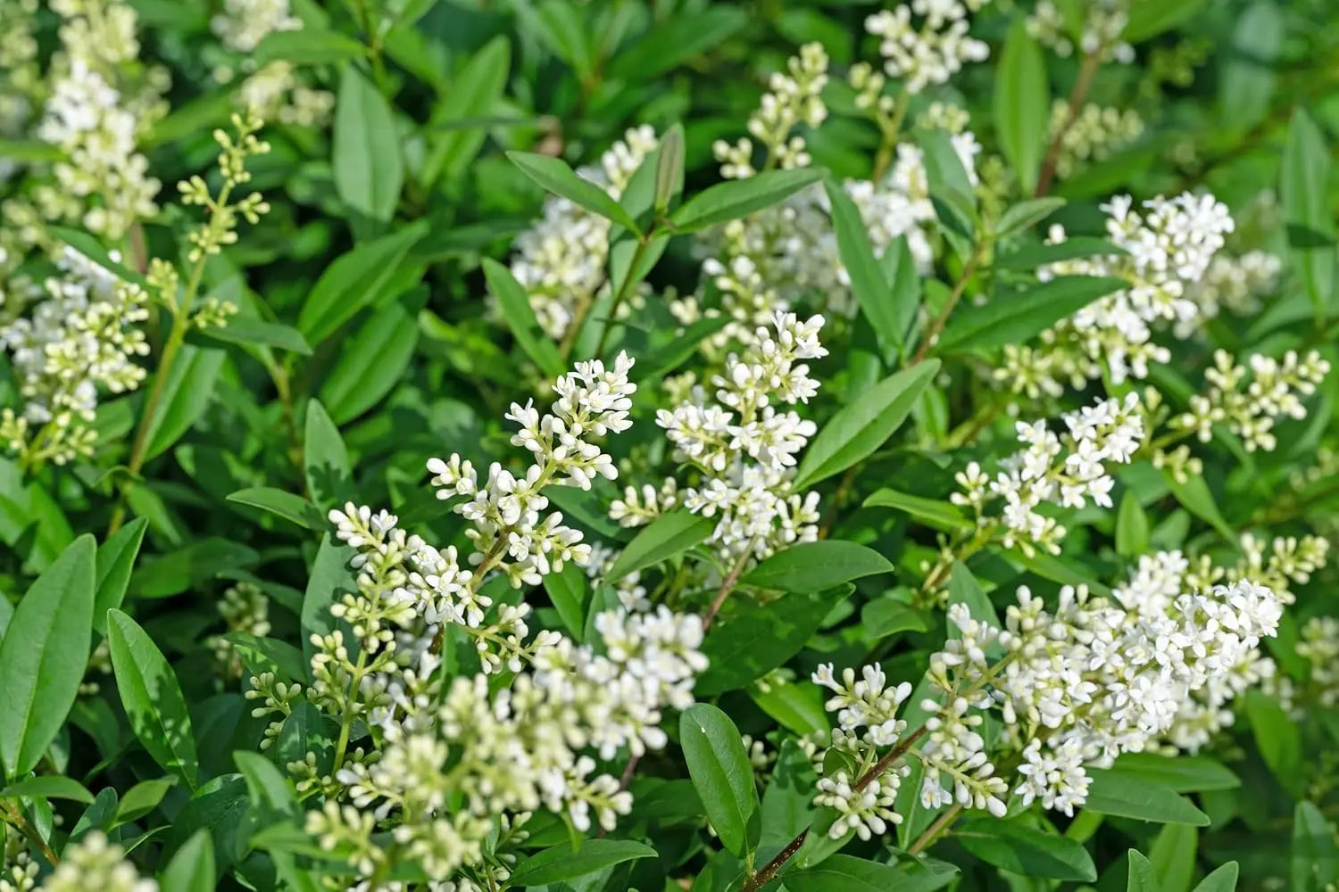 Schwarzgrüner Liguster Ligustrum vulgare 'Atrovirens' als Gehölz, grüne Blätter, im Garten bei Stauden Gänge.