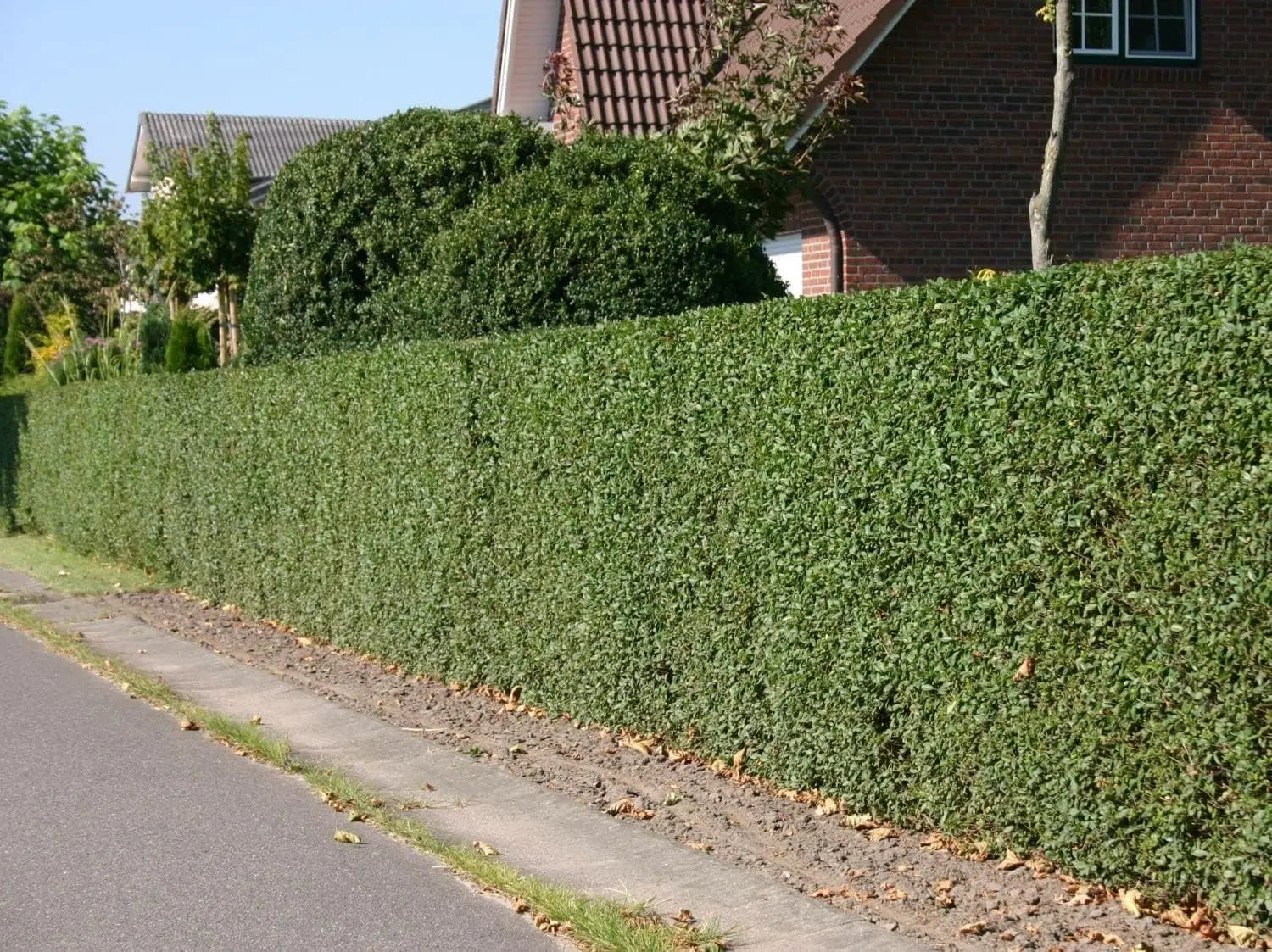 Schwarzgrüner Liguster (Ligustrum vulgare 'Atrovirens') Gehölz von Stauden Gänge, dicht belaubter Strauch mit dunklen Blättern