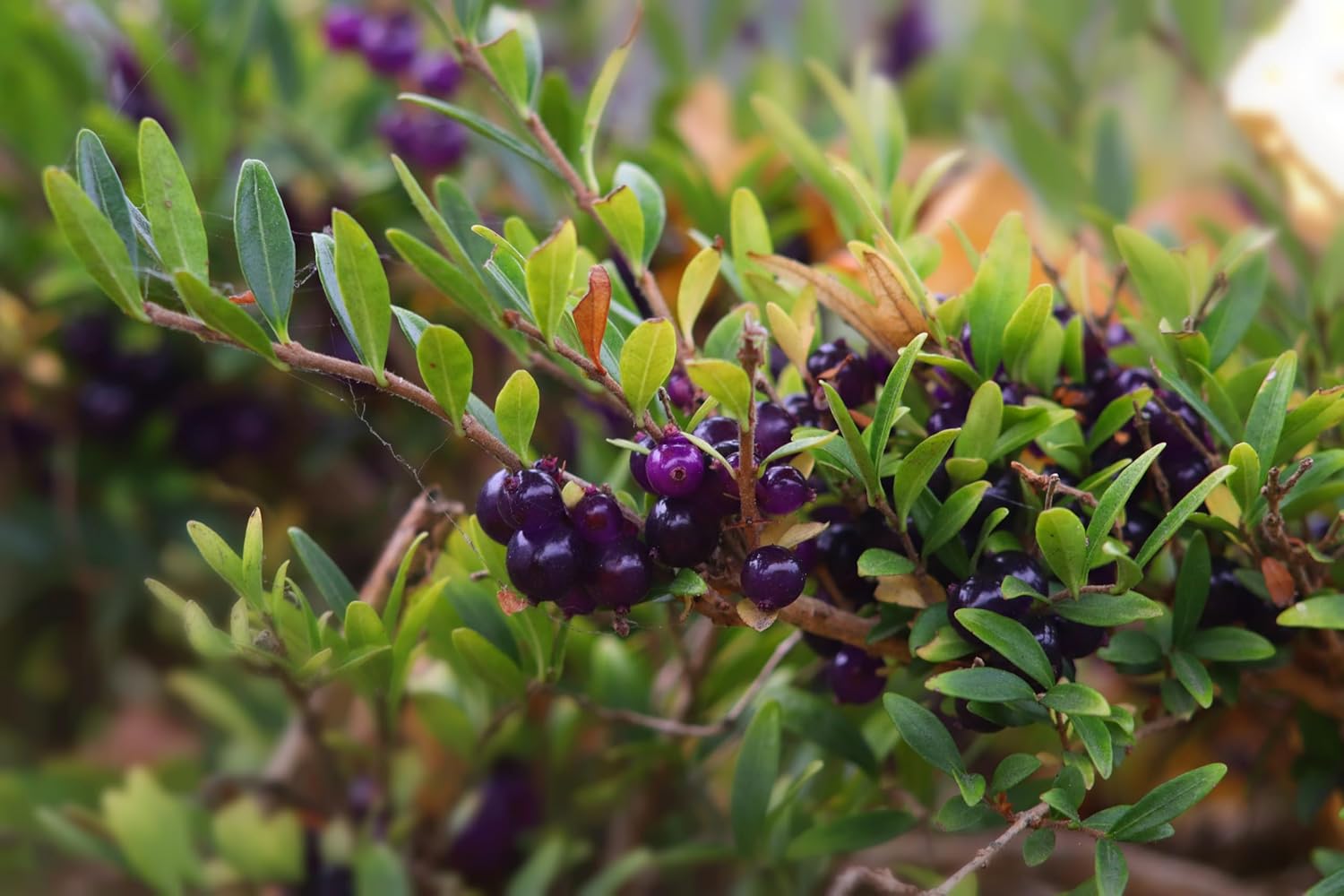 Lonicera nitida / Heckenmyrthe