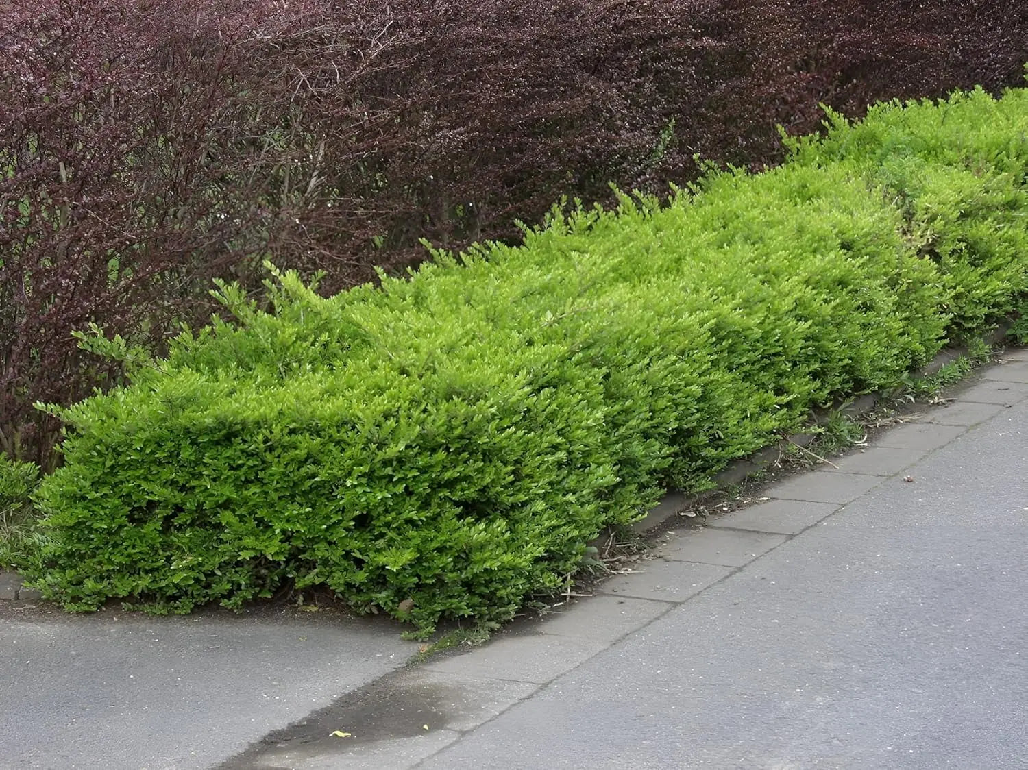 Lonicera nitida 'Maigrün‘ Heckenmyrthe, grünes Gehölz mit kleinen Blättern, Stauden Gänge, perfekt für Hecken und Begrünung