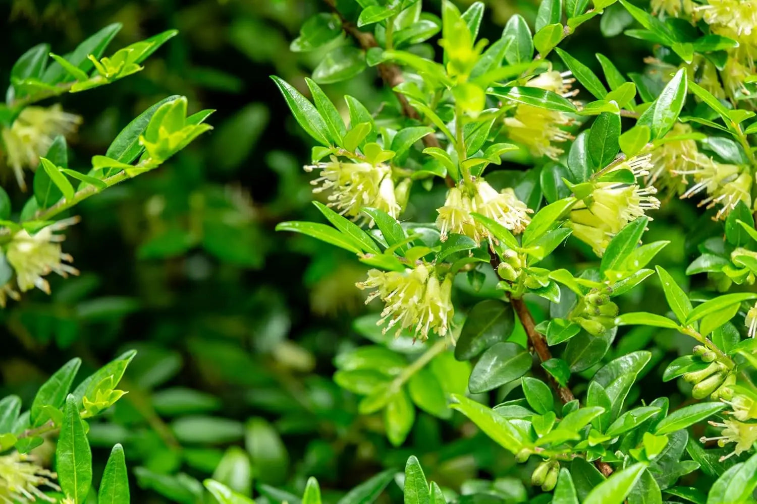 Lonicera pileata Böschungsmyrthe, Gehölz von Stauden Gänge, dichter Strauch mit grünen Blättern und kleinen Blüten