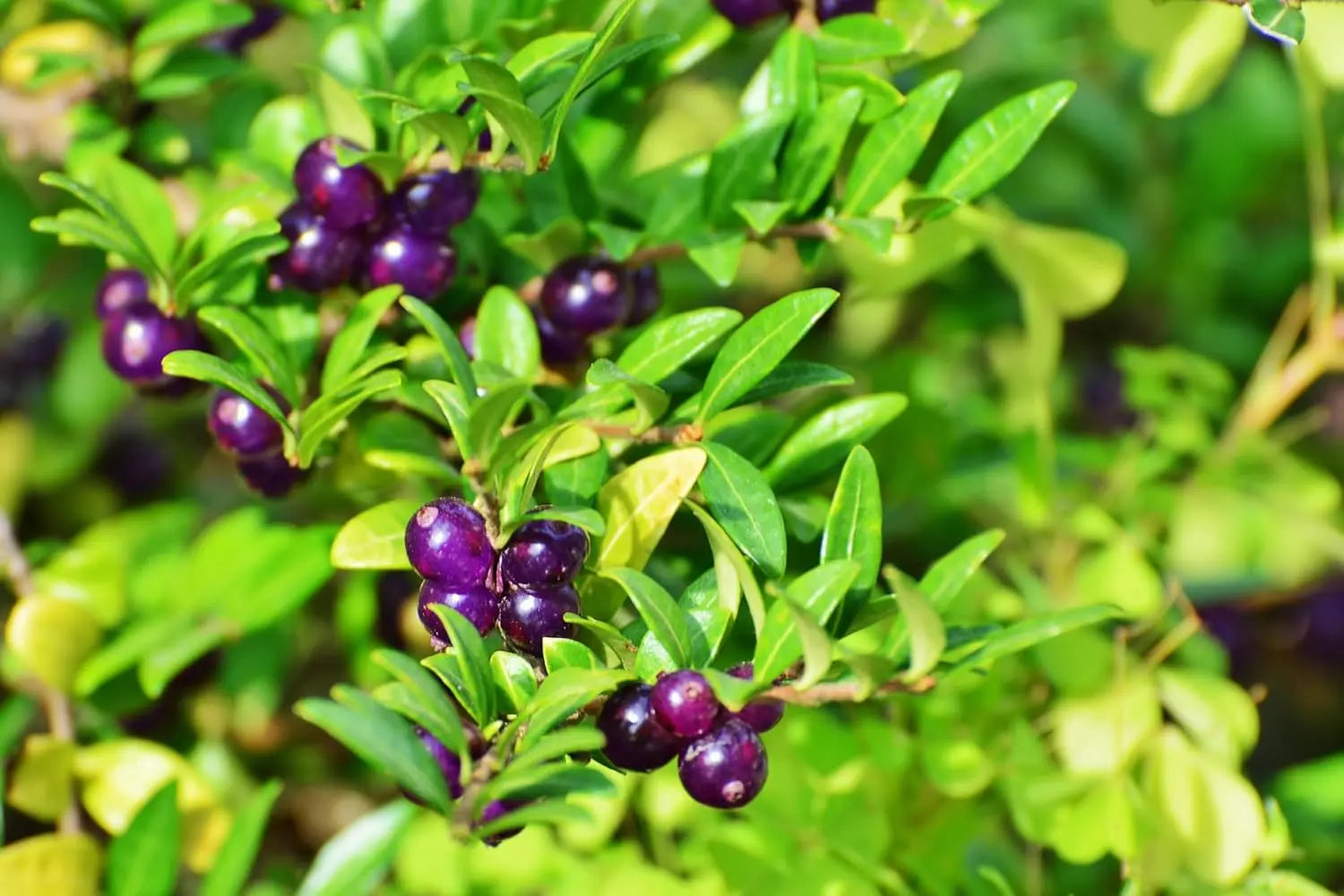 Lonicera pileata, Gehölz von Stauden Gänge, grüne Blätter und dichte Zweige, ideal für Hecken und Bepflanzungen