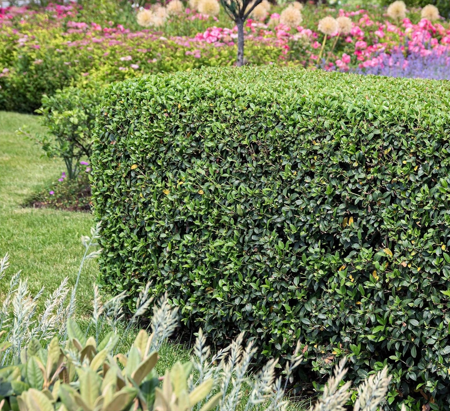 Osmanthus burkwoodii / Frühlingsduftblüte