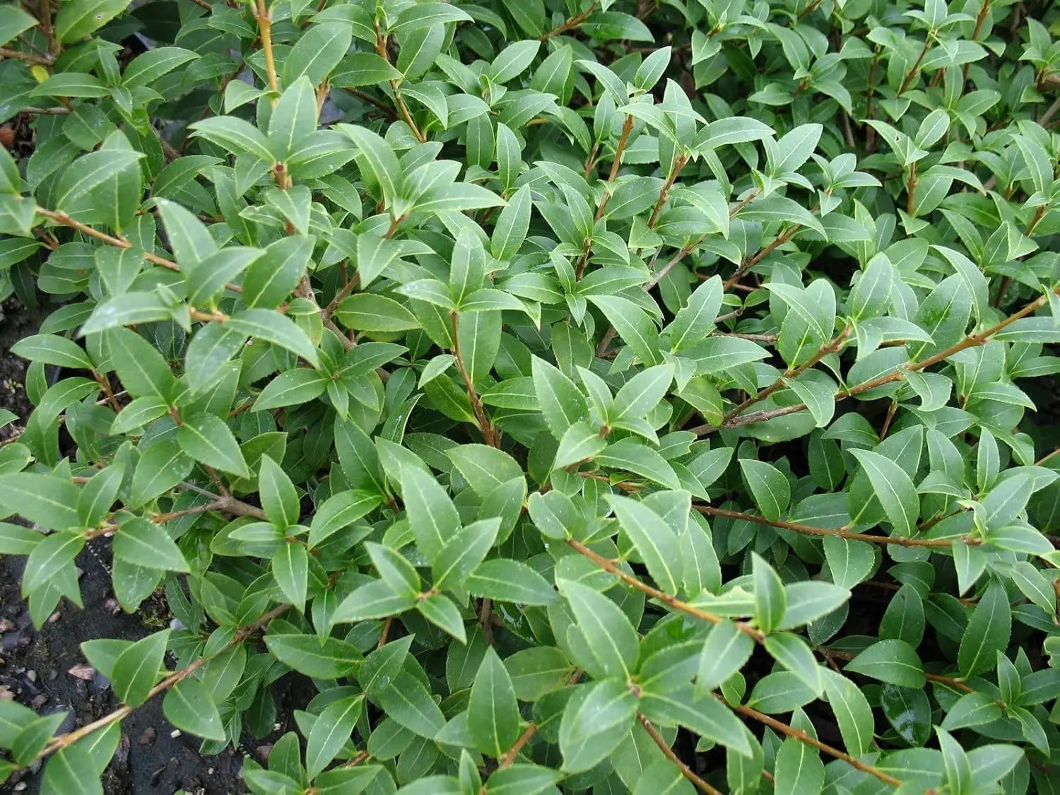 Osmanthus burkwoodii Gehölz mit weißen Blüten, Frühlingsduftblüte, Stauden Gänge Gartenpflanze, Nahaufnahme