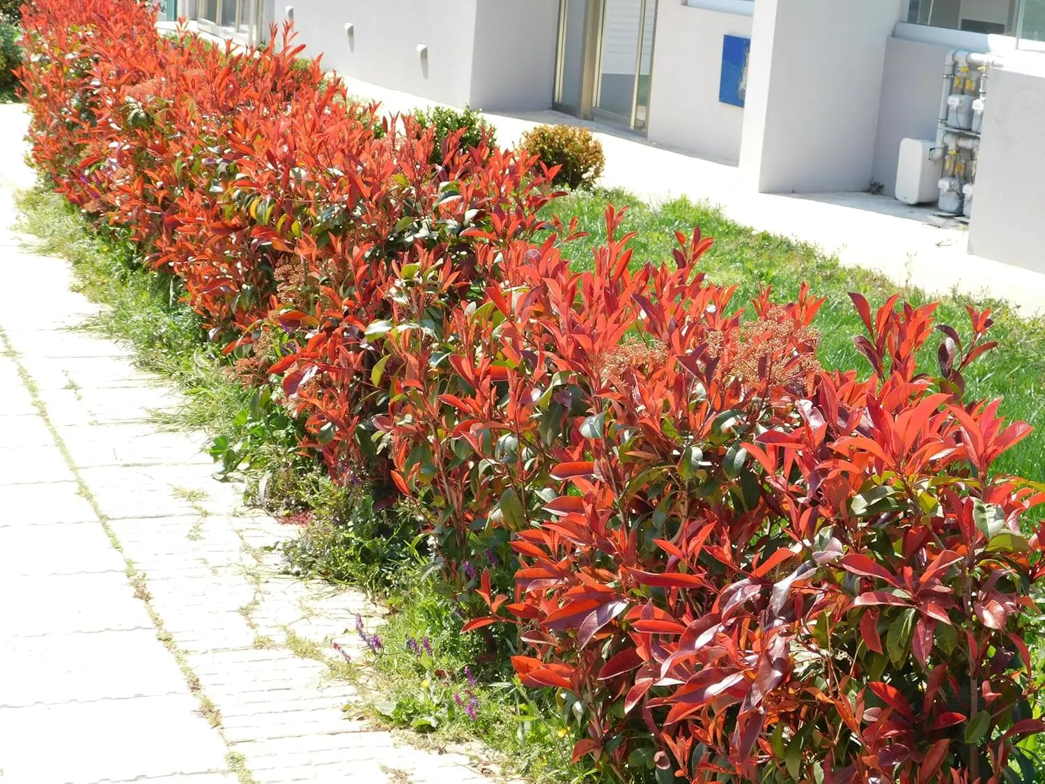 Fotinia fraseri 'Little Red Robin', kleines rotes Glanzmispel-Gehölz, mit roten jungen Blättern, auf einem Gartenbild.