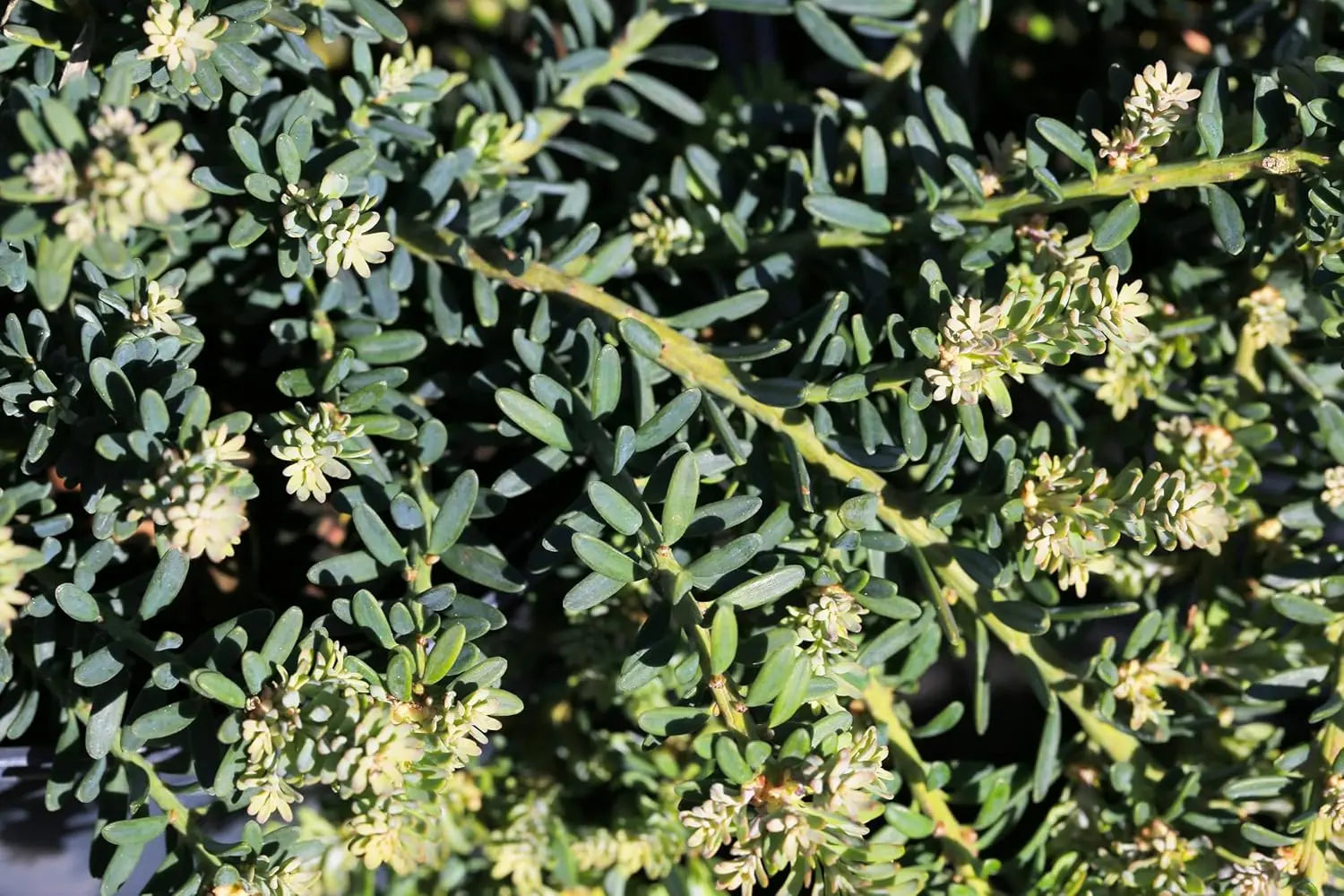 Podocarpus lawrencei 'Blue Gem', Blaue Steineibe, lebendiges Gehölz mit blauen Nadeln, von Stauden Gänge.