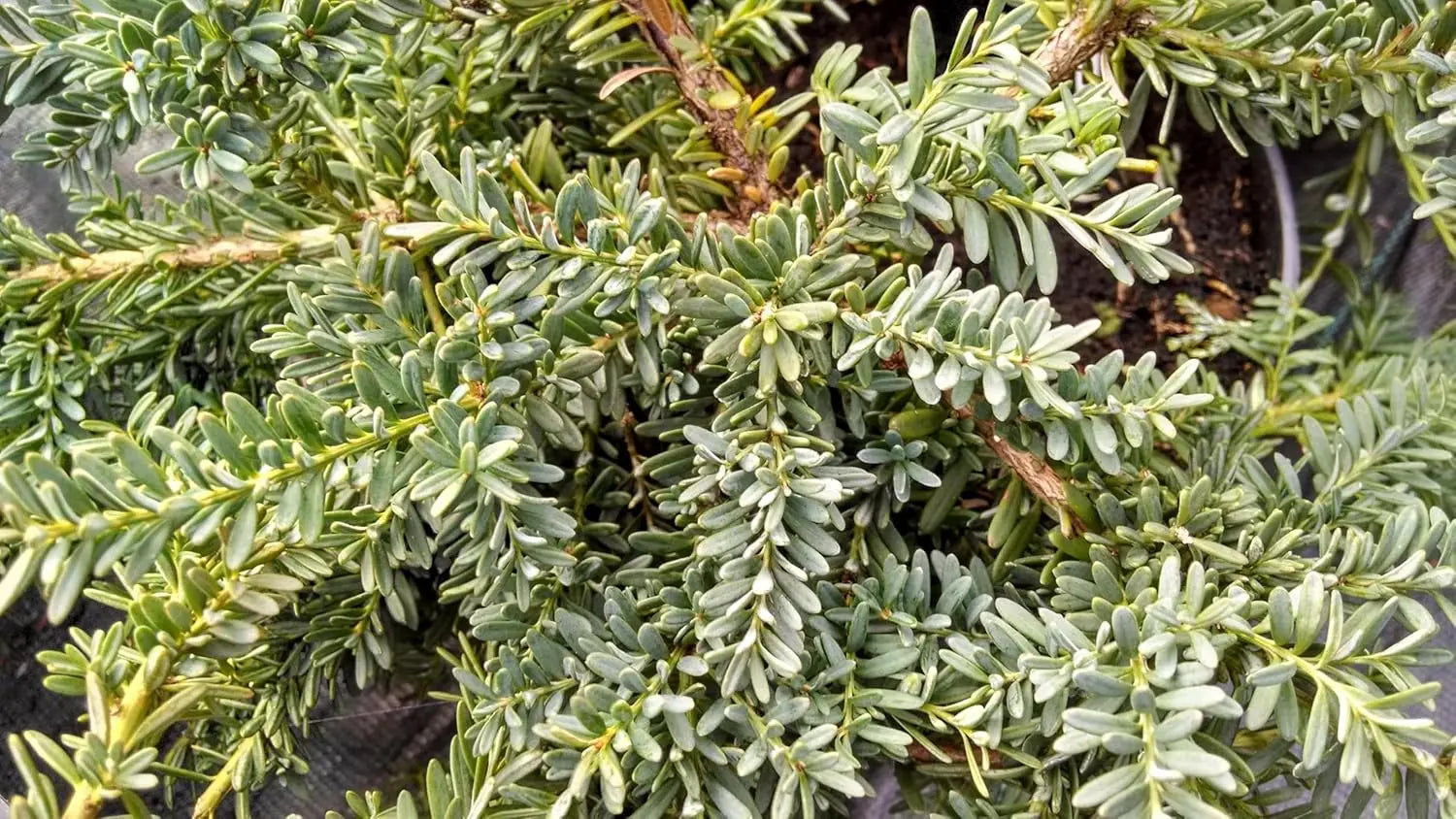 Podocarpus lawrencei 'Blue Gem', Blaue Steineibe, grünes Gehölz mit dichter Belaubung, Stauden Gänge, im Garten.