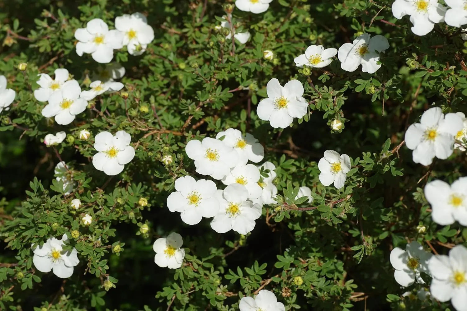 Gehölz Potentilla fruticosa 'Abbotswood' mit weißen Blüten, Buschform, von Stauden Gänge, ideal für Garten und Balkon.