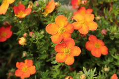 Potentilla fruticosa 'Hopleys Orange' - Oranger Fingerstrauch, blühendes Gehölz mit orangefarbenen Blüten, Stauden Gänge
