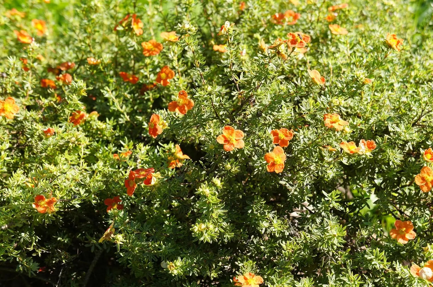 Gehölz Potentilla fruticosa 'Hopleys Orange' mit orangefarbenen Blüten, Strauch, Stauden Gänge, Nahaufnahme