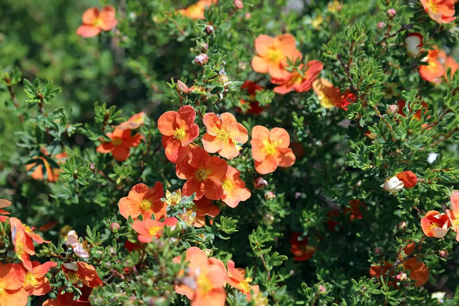 Potentilla fruticosa 'Hopleys Orange', orange Blüten, Strauch, Gehölz, Stauden Gänge, sommerblühend, Gartengehölz