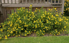 Gelber Fingerstrauch Potentilla fruticosa 'Kobold' als Gehölz, mit gelben Blüten, von Stauden Gänge.