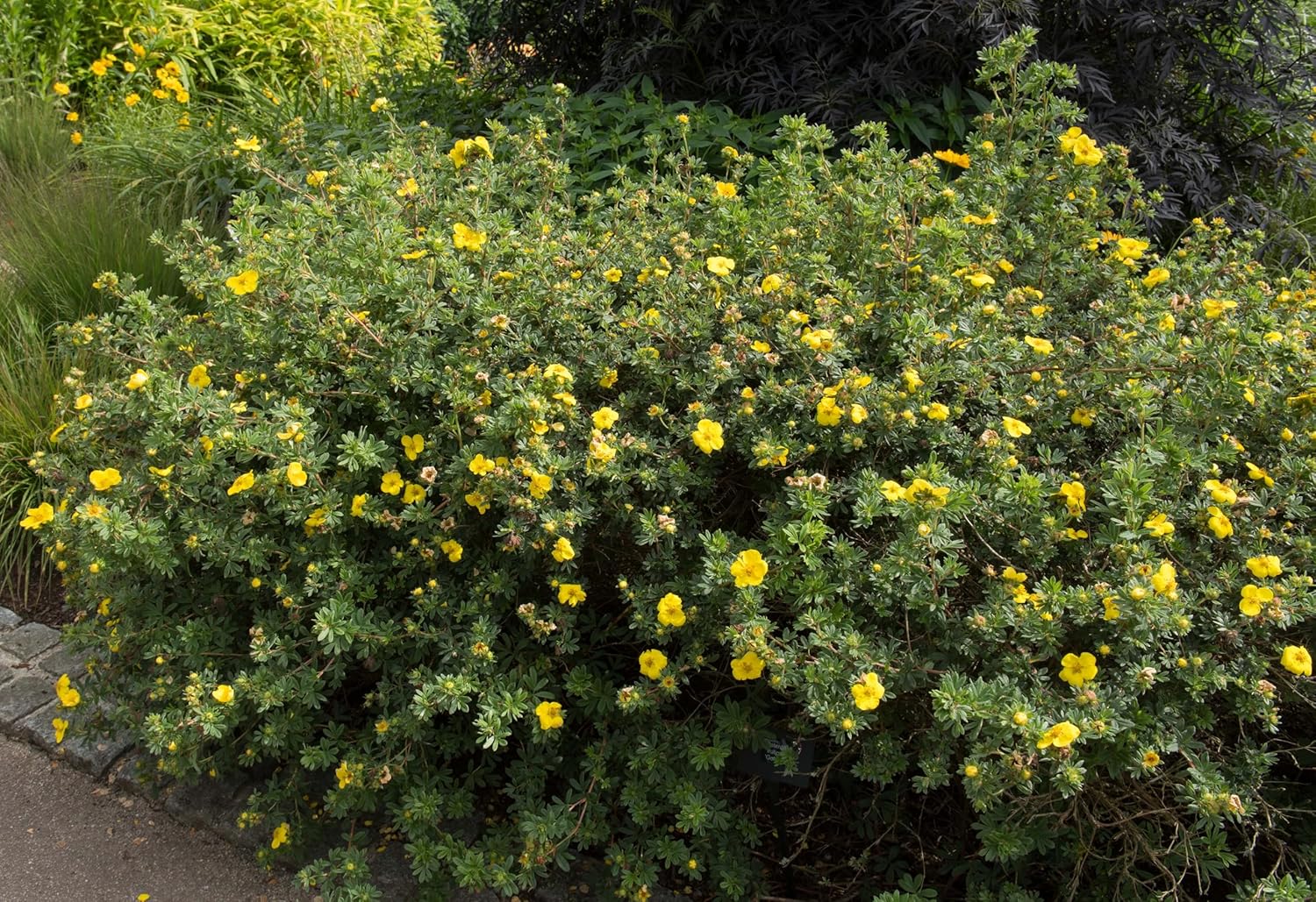 Potentilla fruticosa 'Kobold' / Gelber Fingerstrauch
