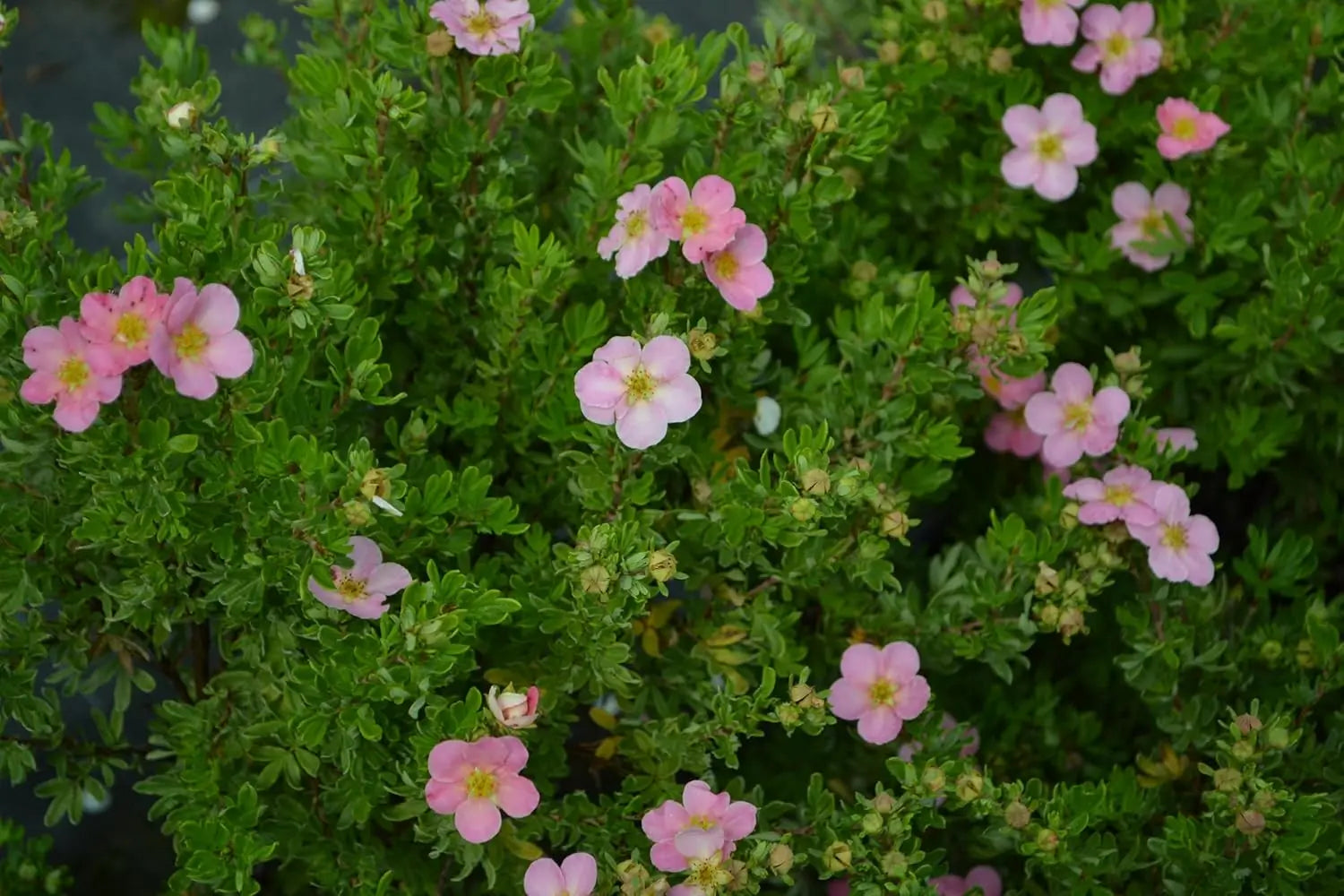 Stauden Gänge Potentilla fruticosa 'Pink Queen', rosa Fingerstrauch mit blühenden Blüten, Gehölz, Gartenpflanze