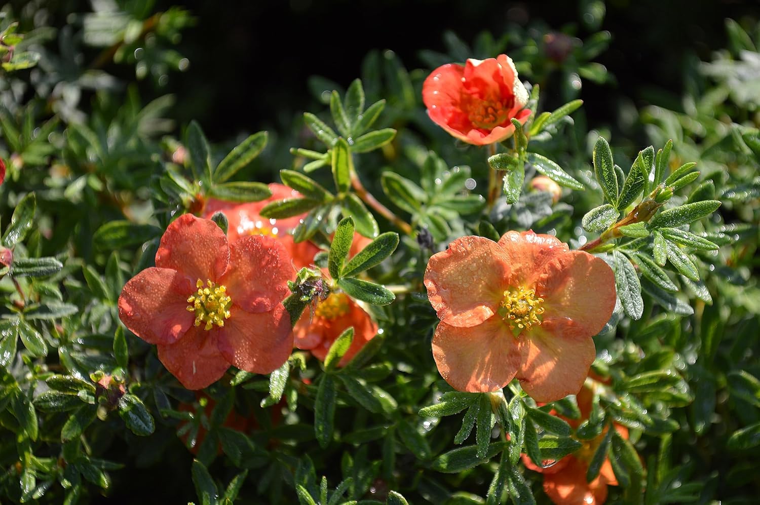 Potentilla fruticosa 'Red Ace' / Roter Fingerstrauch