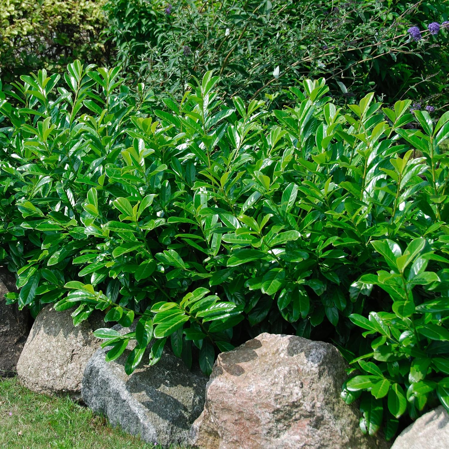 Prunus laurocerasus 'Caucasica' / Kirschlorbeer