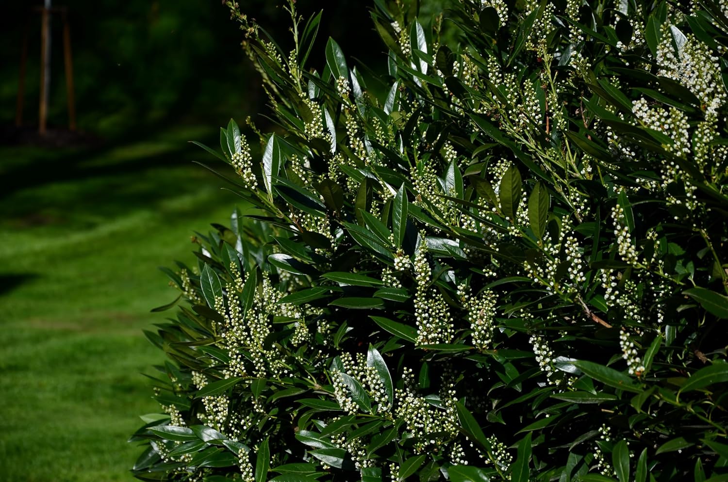 Prunus laurocerasus 'Caucasica' / Kirschlorbeer