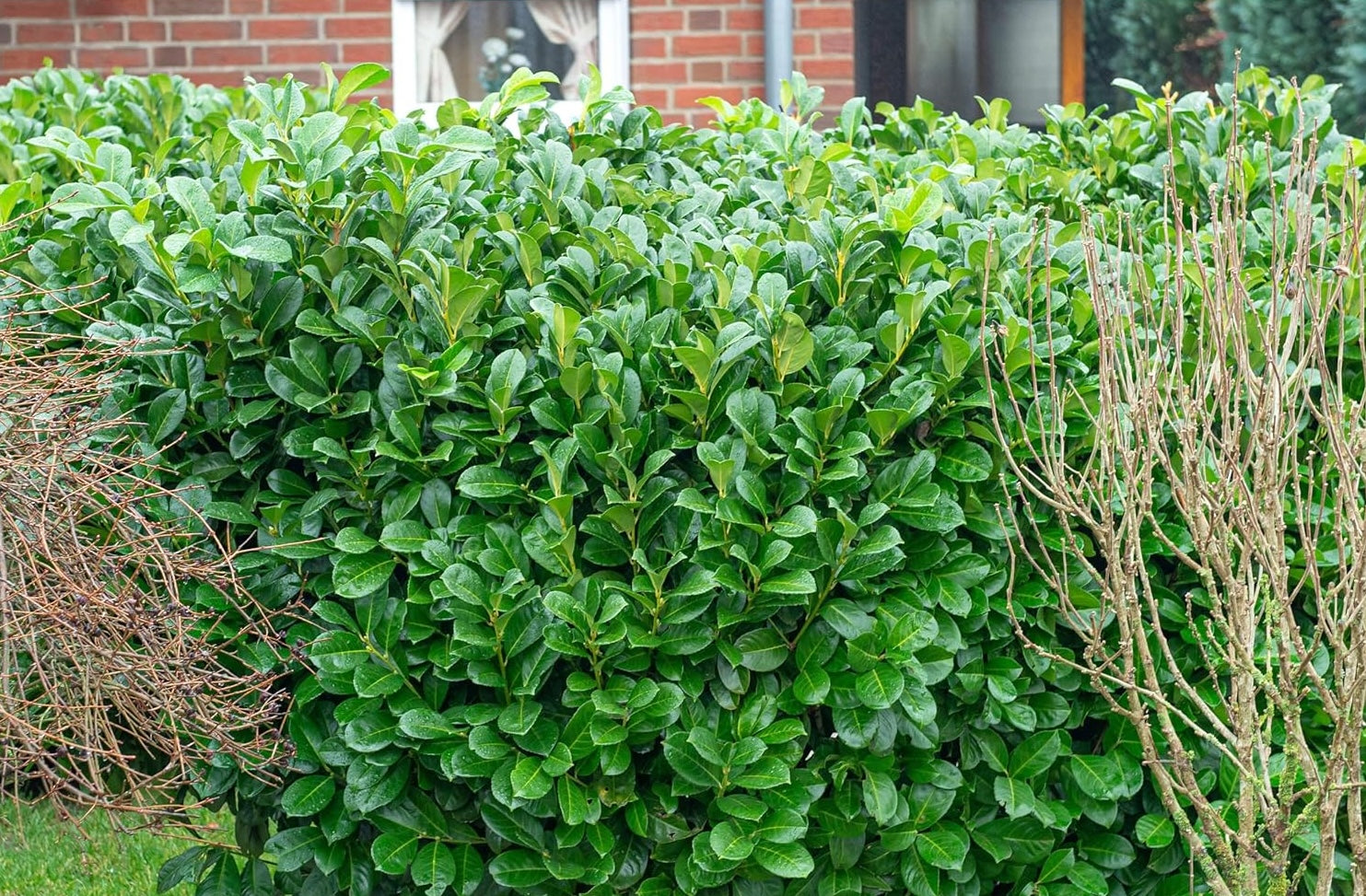 Prunus laurocerasus 'Etna' / Kirschlorbeer