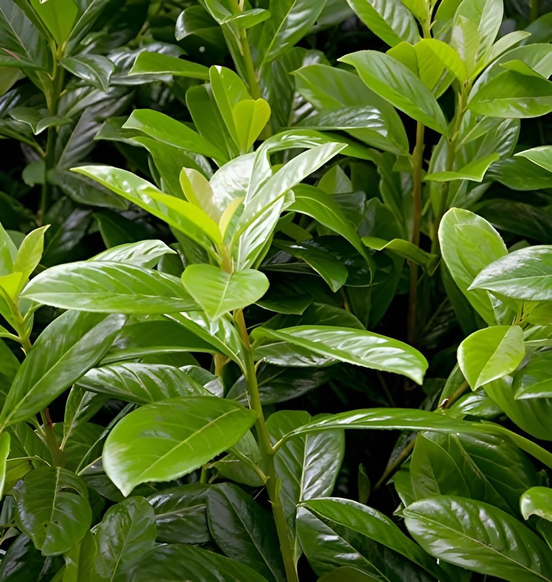 Prunus laurocerasus 'Novita' / Kirschlorbeer