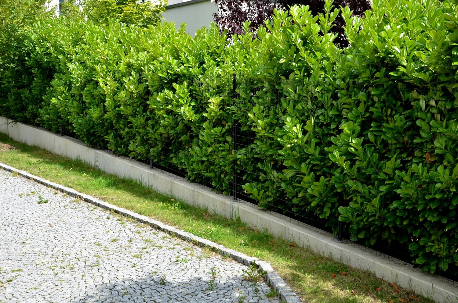 Prunus laurocerasus 'Novita' / Kirschlorbeer