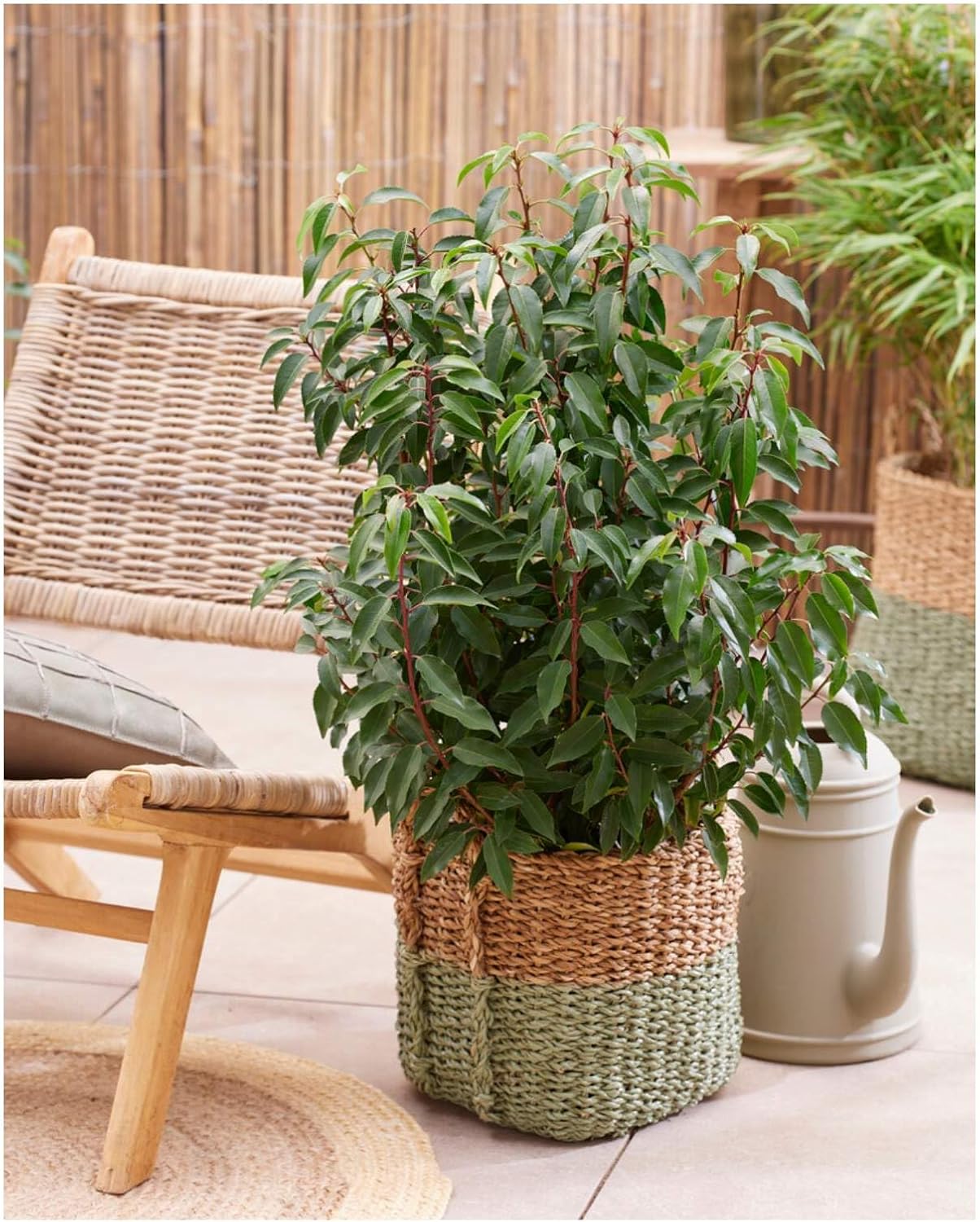 Prunus lusitanica 'Angustifolia' / Portugiesischer Kirschlorbeer