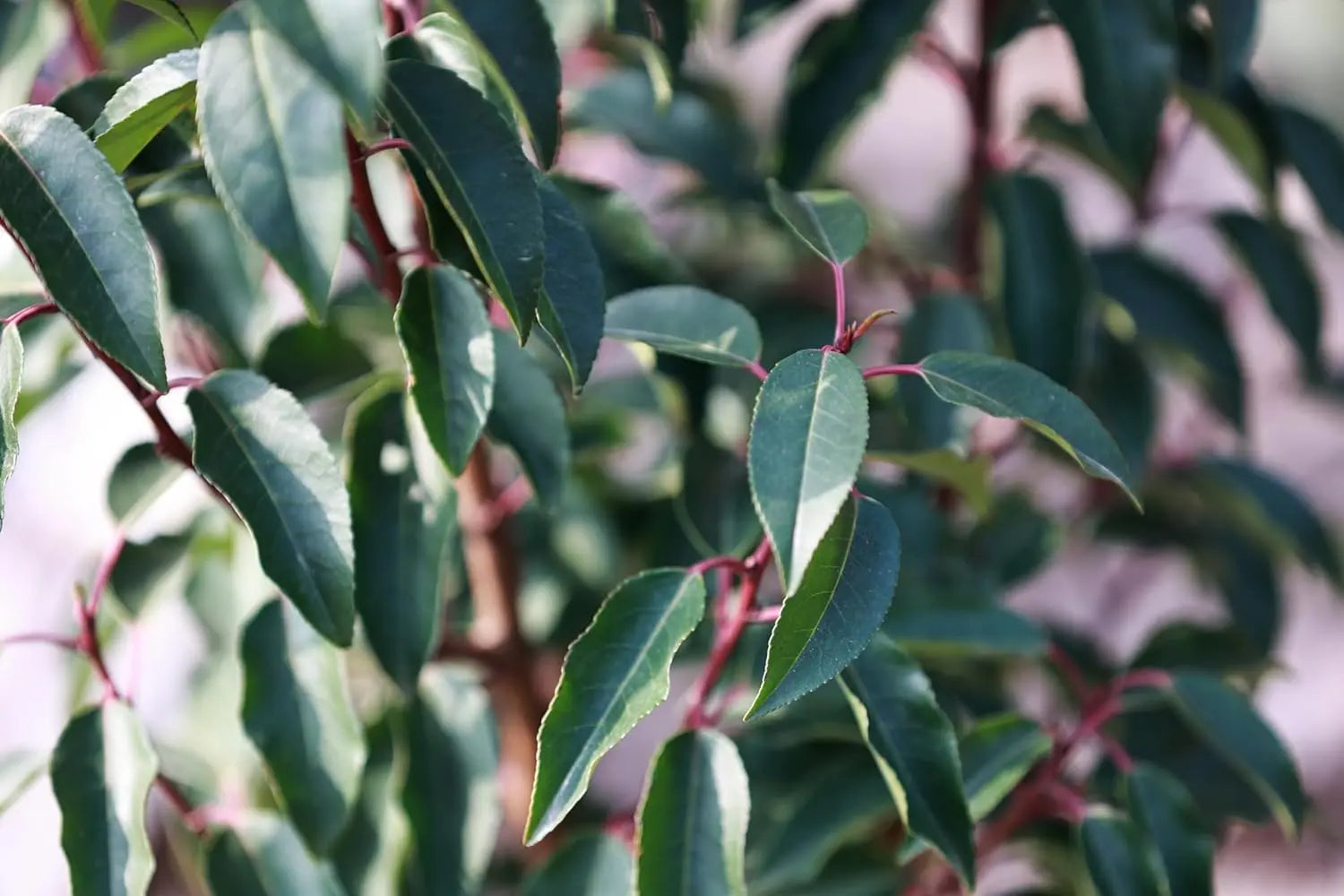 Prunus lusitanica 'Angustifolia', Portugiesischer Kirschlorbeer, Stauden Gänge, grünes Gehölz mit schmalen Blättern