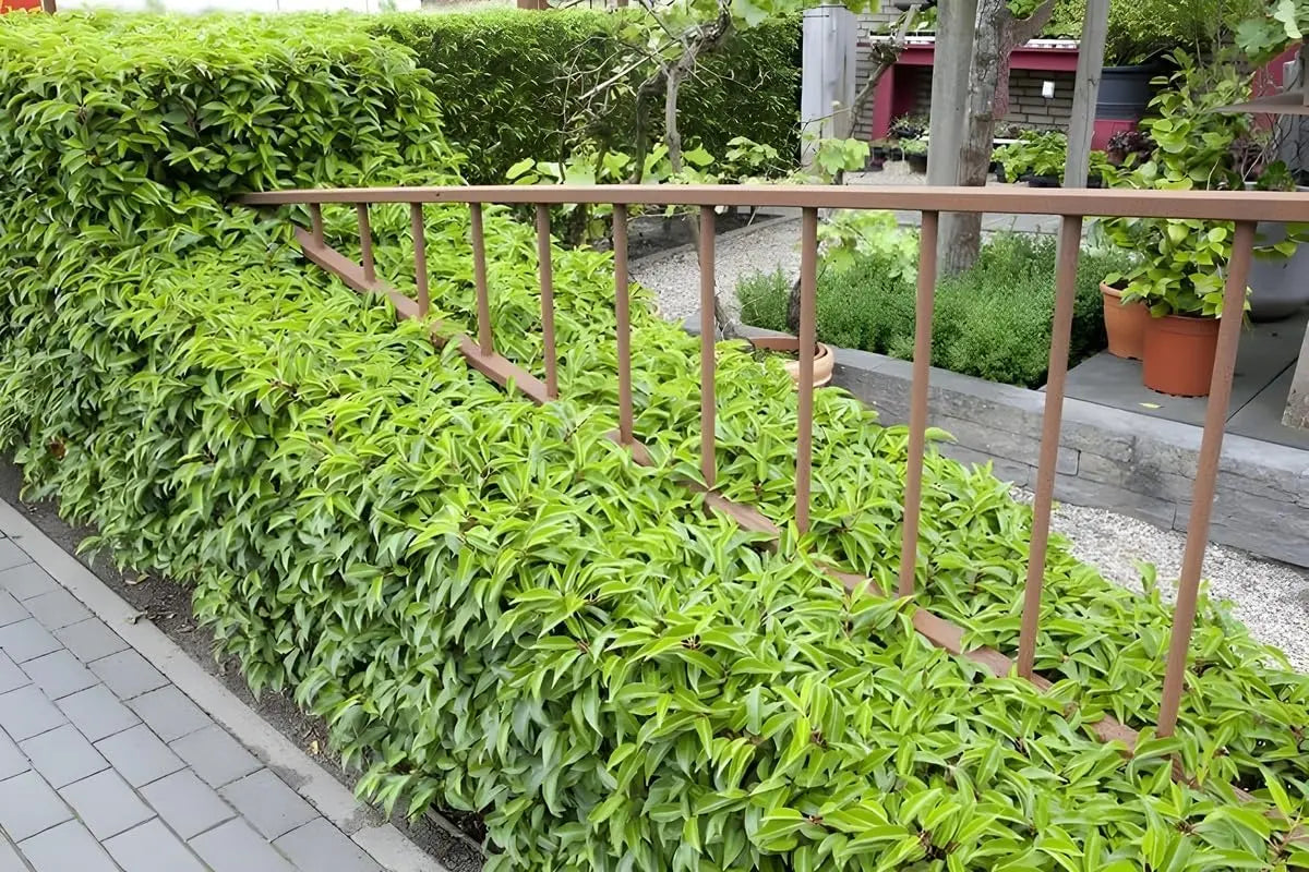 Stauden Gänge Prunus lusitanica, portugiesischer Kirschlorbeer, dicht wachsendes Gehölz mit grünen Blättern, ideal für Hecken.
