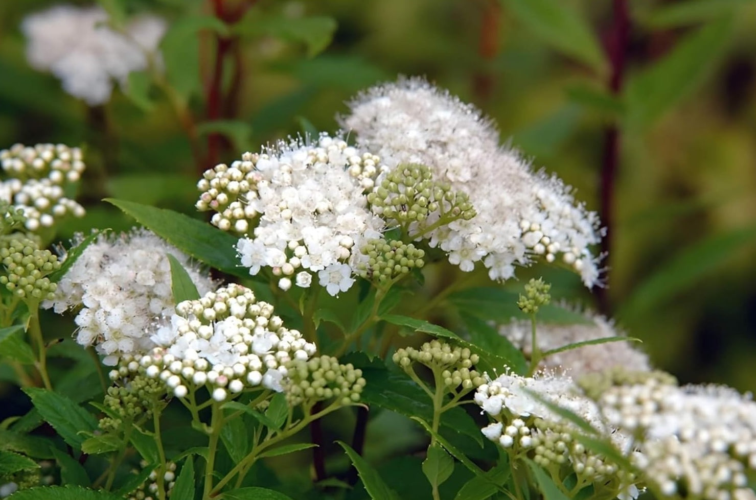 Spiraea japonica 'Albiflora' / Weiße Zwergspiere