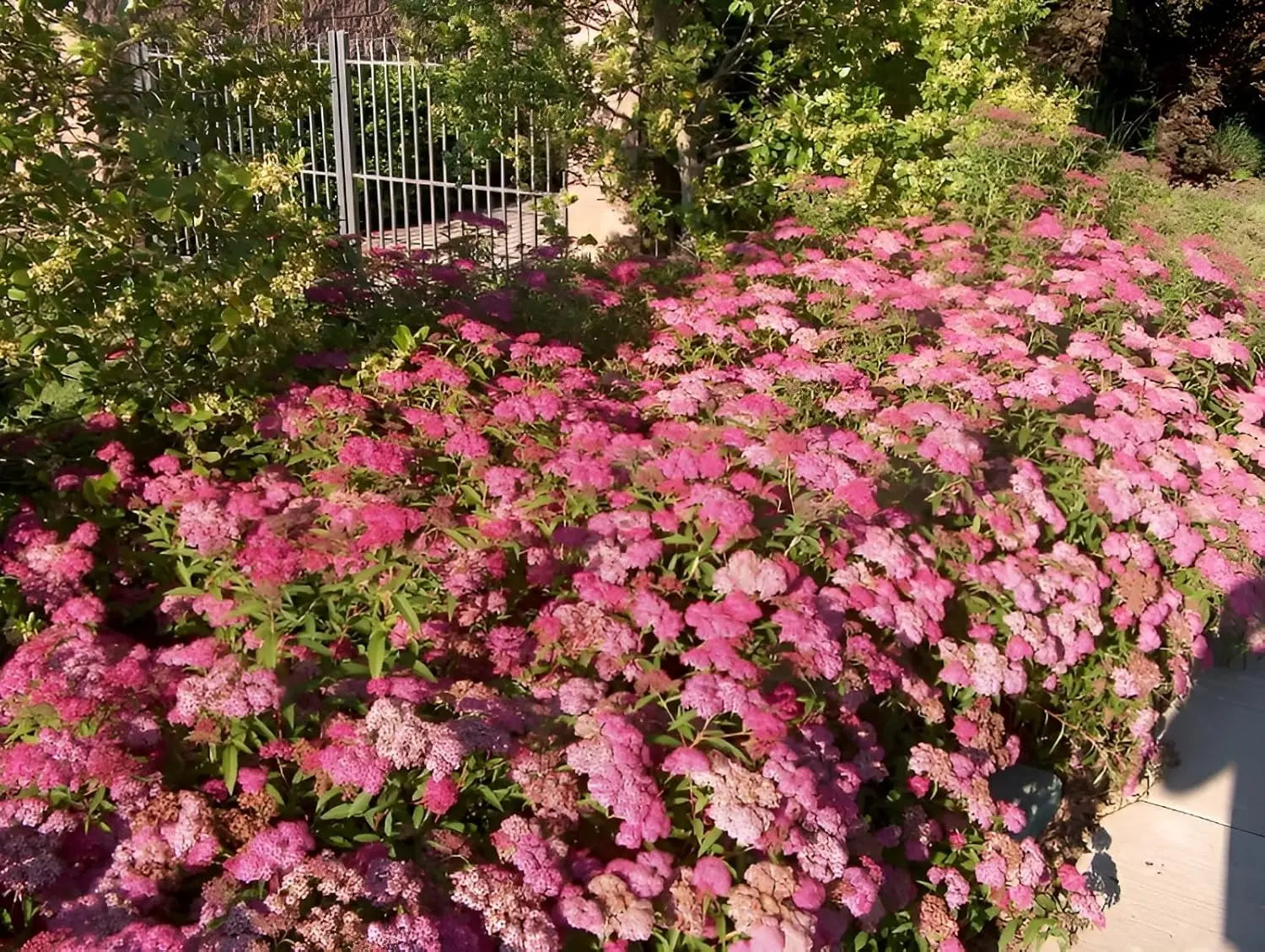 Rote Sommer-Spiraea 'Anthony Waterer' als blühendes Gehölz, mit grünen Blättern und rosa Blüten, Stauden Gänge.