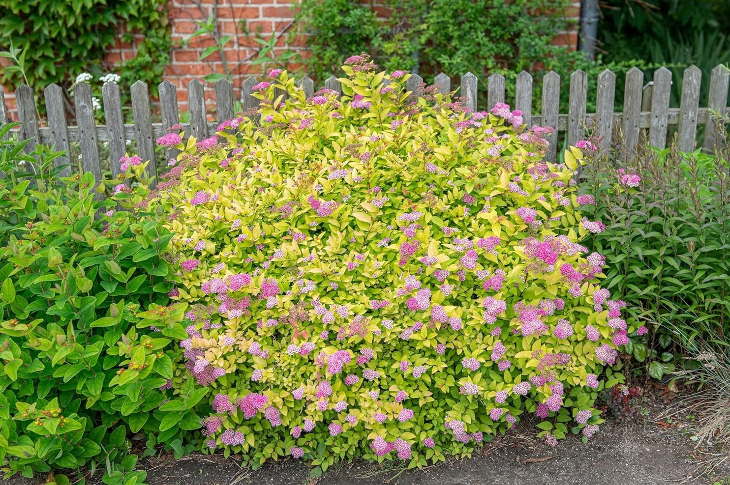 Spiraea japonica 'Golden Princess' / Gelbe Zwergspiere