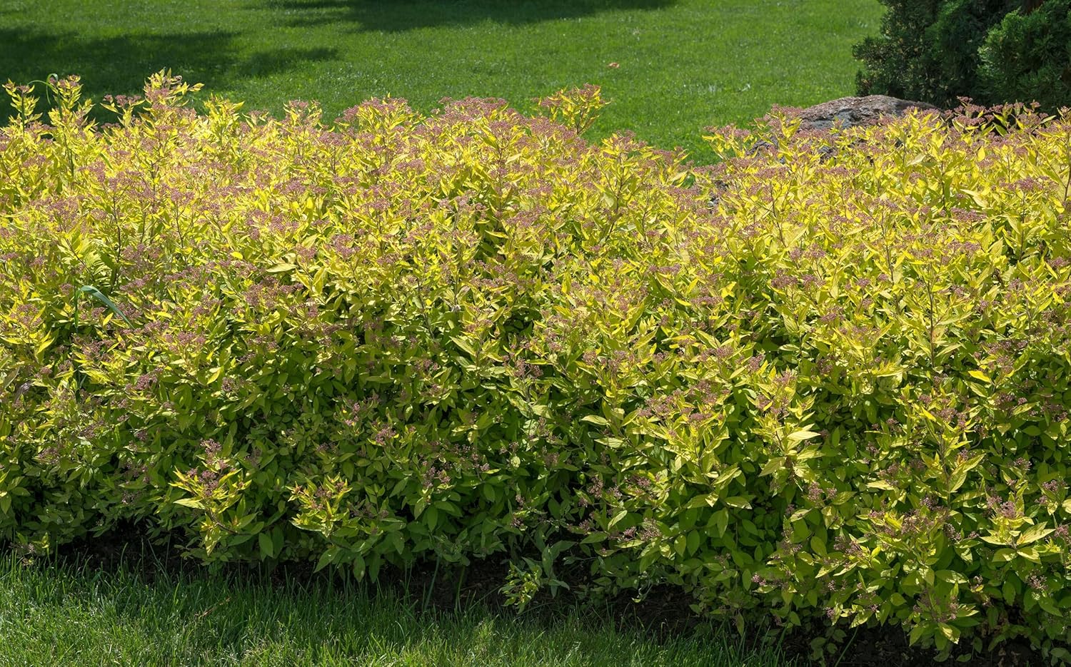 Spiraea japonica 'Golden Princess' / Gelbe Zwergspiere