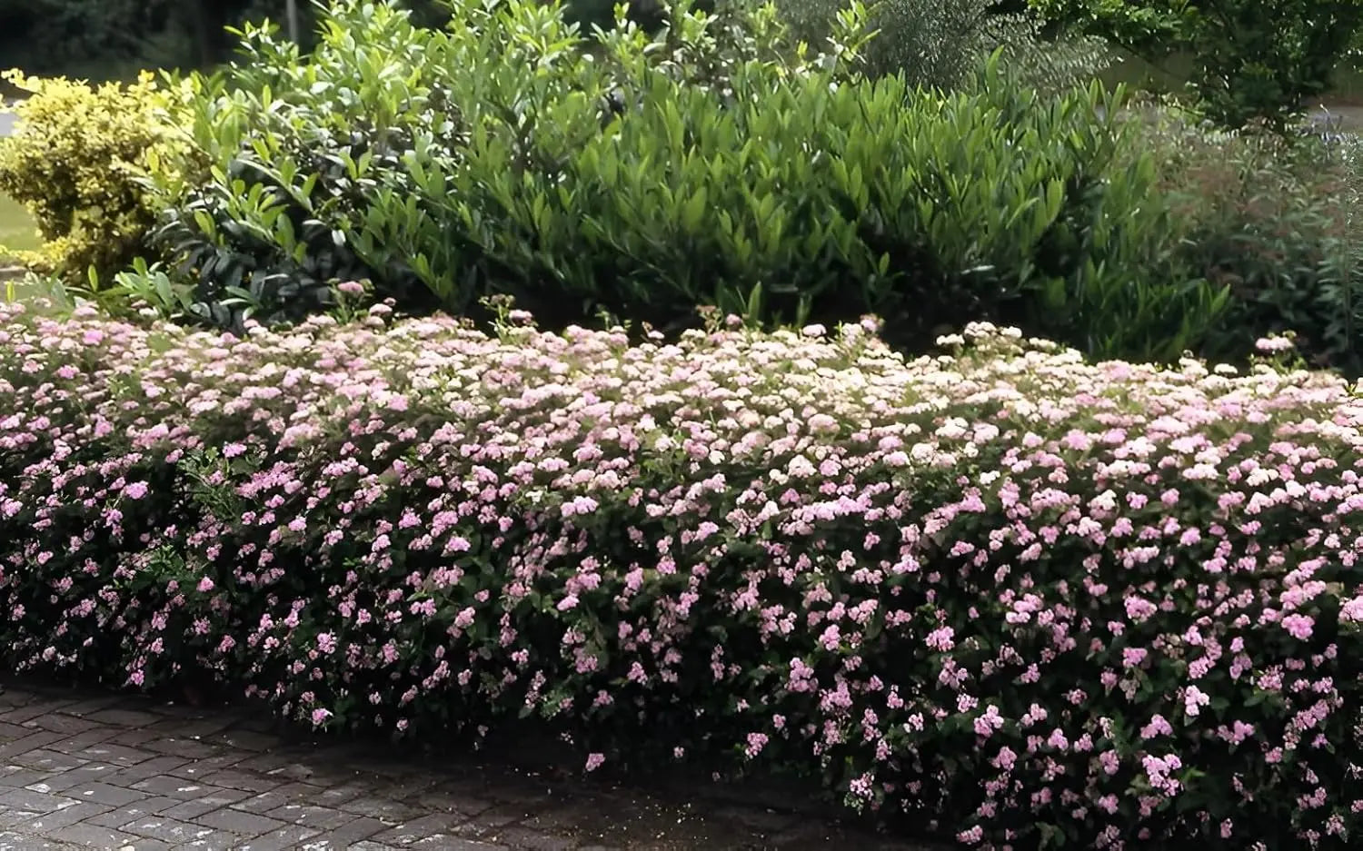 Kleiner rosa Zwergspiere-Strauch Spiraea japonica 'Little Princess' als Gehölz, üppiges Blüten- und Laubdetail.