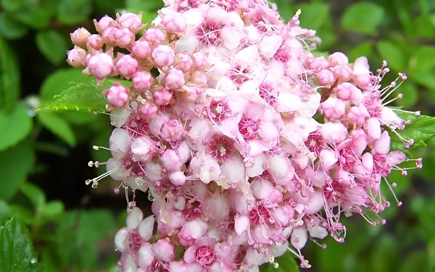 Zierstrauch Spiraea japonica 'Little Princess' - Rosa Zwergspiere, blühender Gehölz, Stauden Gänge, natürliche Gartenpflanze