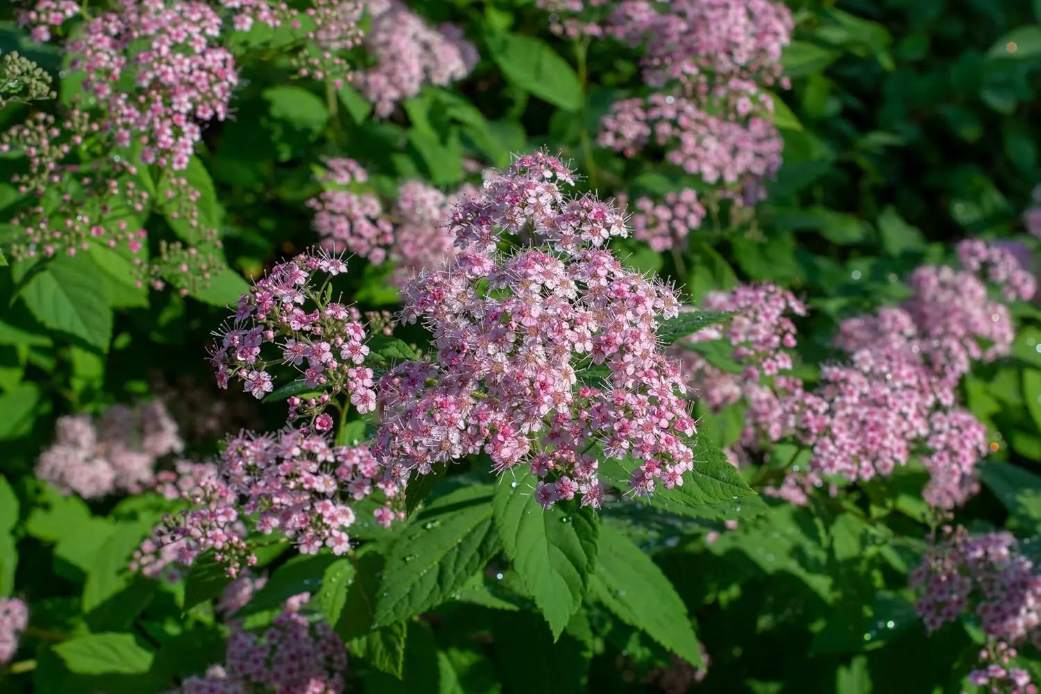 Büschel der rosa Zwergspiere Spiraea japonica 'Little Princess' als Gehölz, mit grünen Blättern und zarten rosa Blüten.