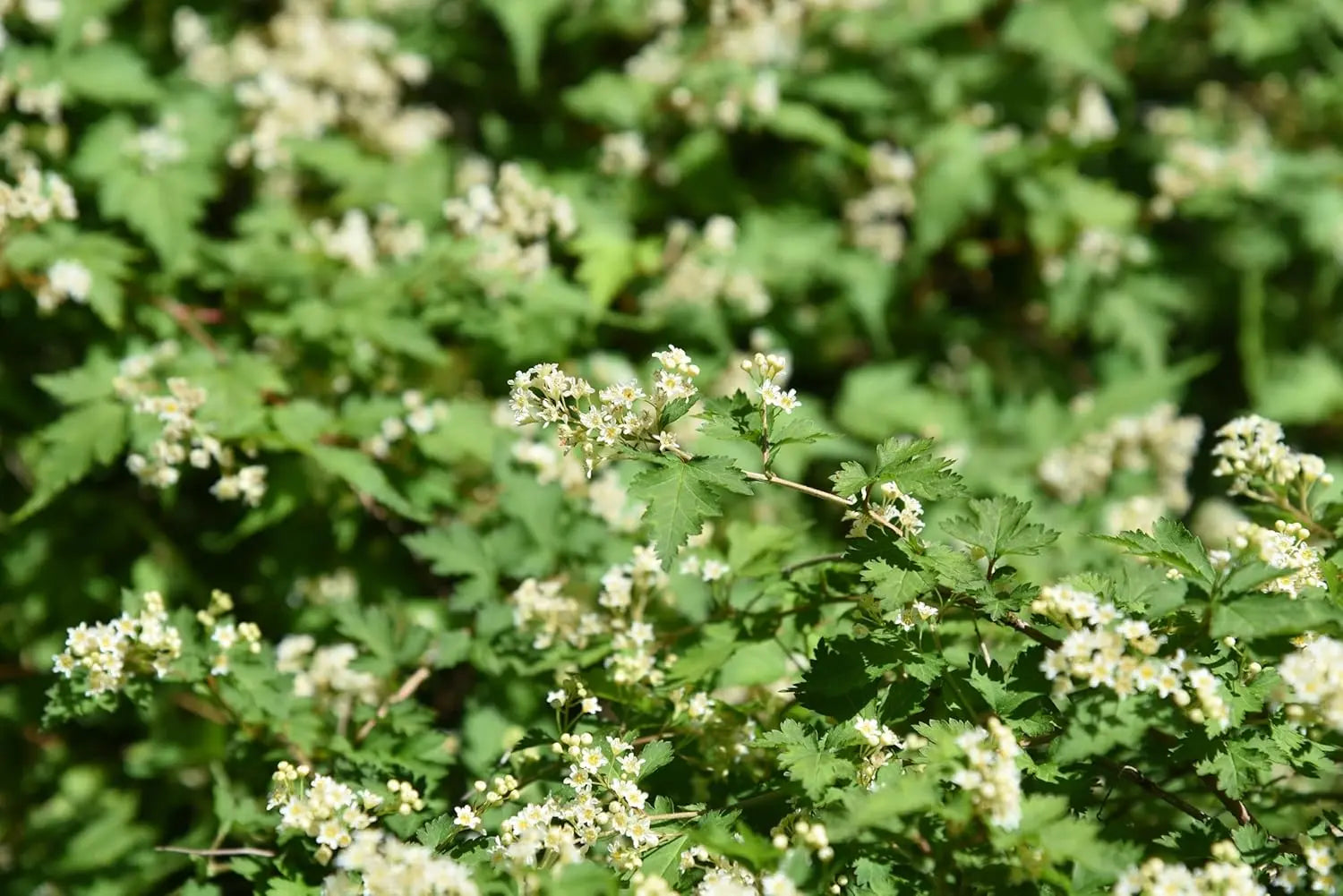 Stephanandra incisa 'Crispa' Kranzspiere, ein grünes Gehölz mit zarten, gebogenen Zweigen und kleinen Blättern, Stauden Gänge.