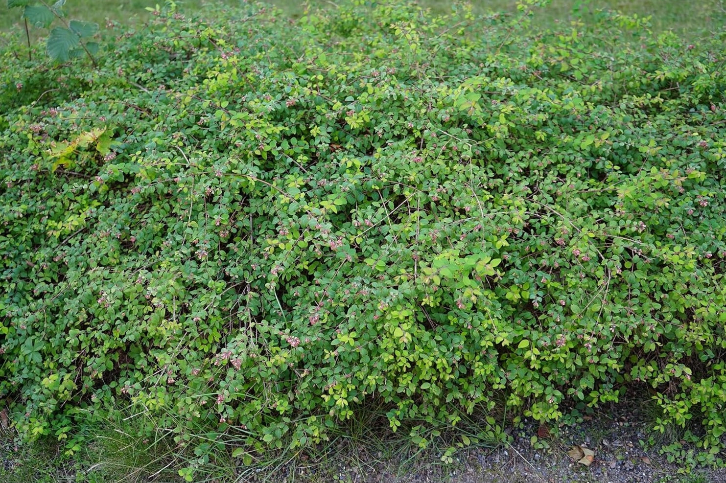 Symphoricarpos x chenaultii 'Hancock' / Niedrige Purpurbeere