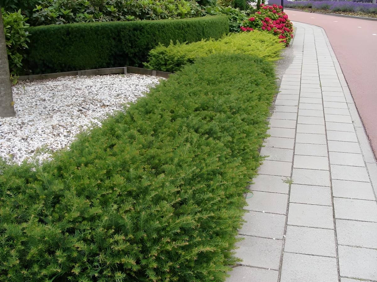 Taxus baccata 'Repandens' / Bodendeckereibe
