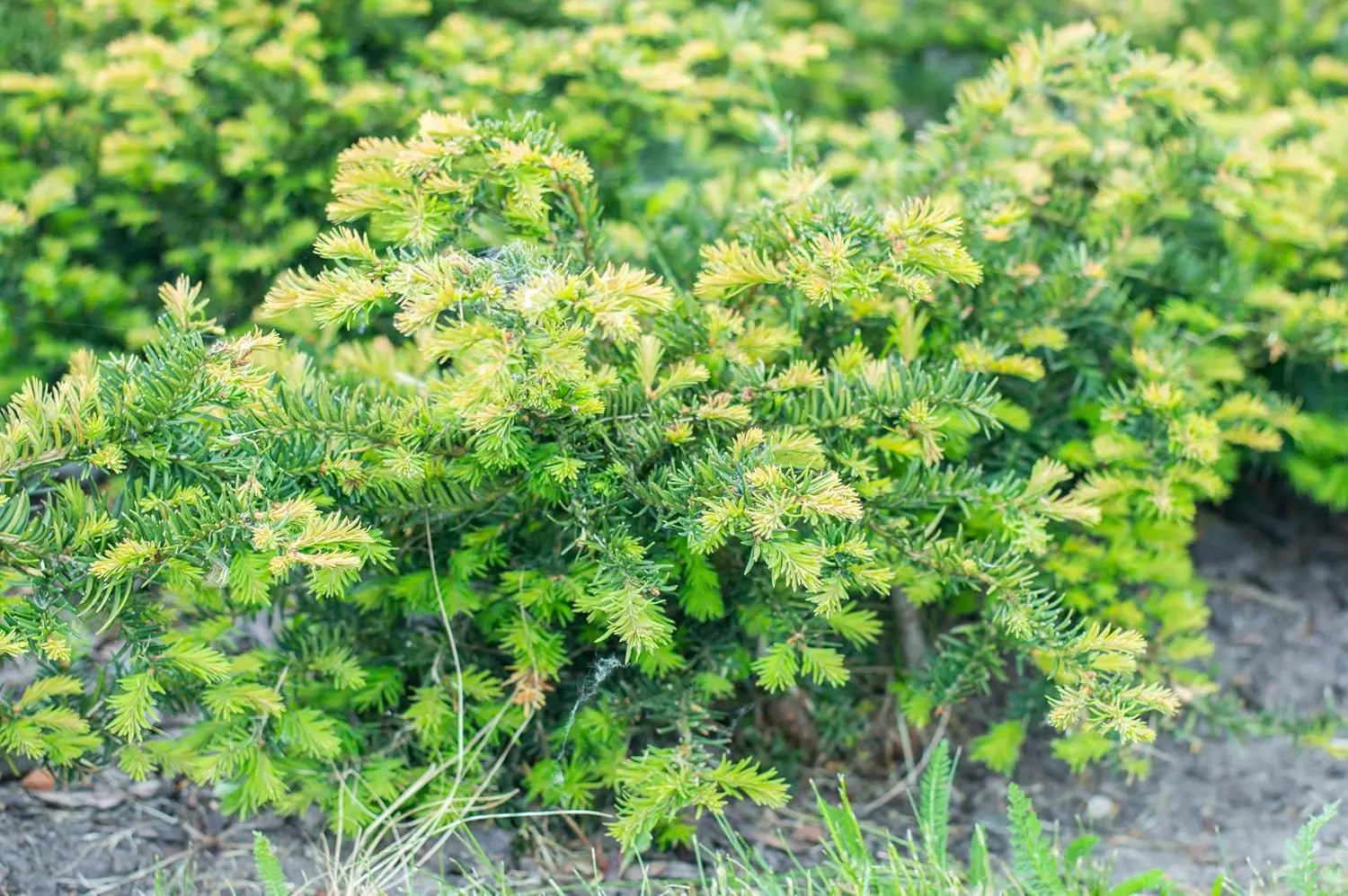 Grüner Taxus baccata 'Repandens', Bodendeckereibe, Gehölz von Stauden Gänge, dicht wachsend und immergrün.