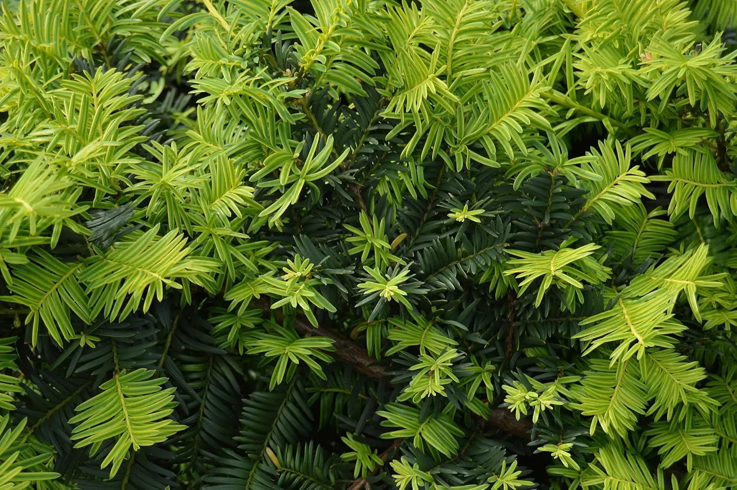 Dicht wachsendes Taxus baccata 'Repandens' Bodendecker-Gehölz von Stauden Gänge, grünes Laub, ideal für Bodendeckung.