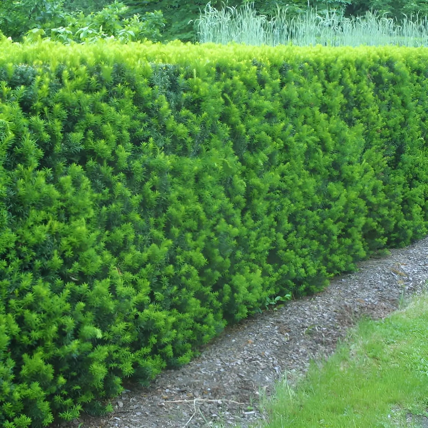 Dichte Taxus media 'Hicksii' Becher-Eibe als Gehölz, grüne Nadeln, gut gepflegt, in Gartenumgebung.