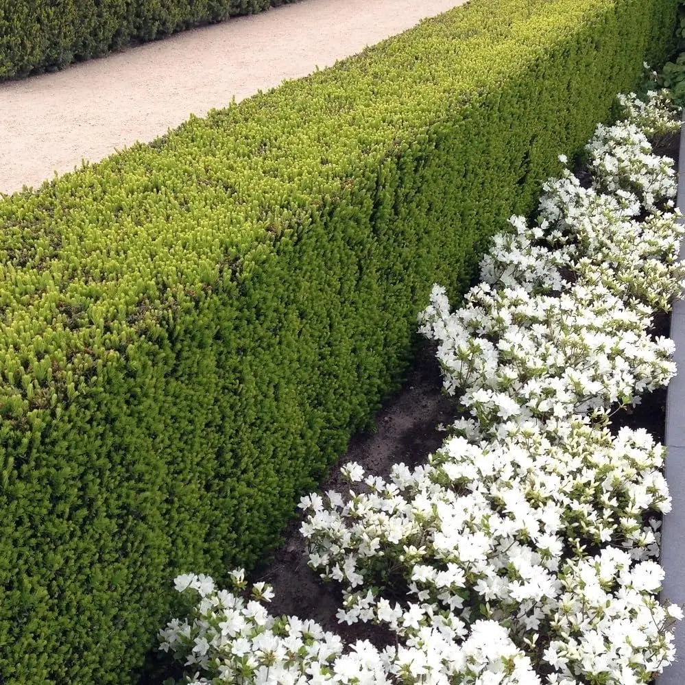 Gehölz Taxus media 'Hillii' Becher-Eibe, immergrüner Strauch, grüne Nadeln, in Garten gesetzt, von Stauden Gänge.