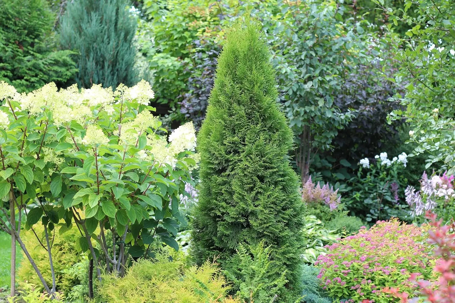 Grüner Thuja occidentalis 'Smaragd' Lebensbaum, Gehölz von Stauden Gänge, mit dichten, nadelartigen Blättern.