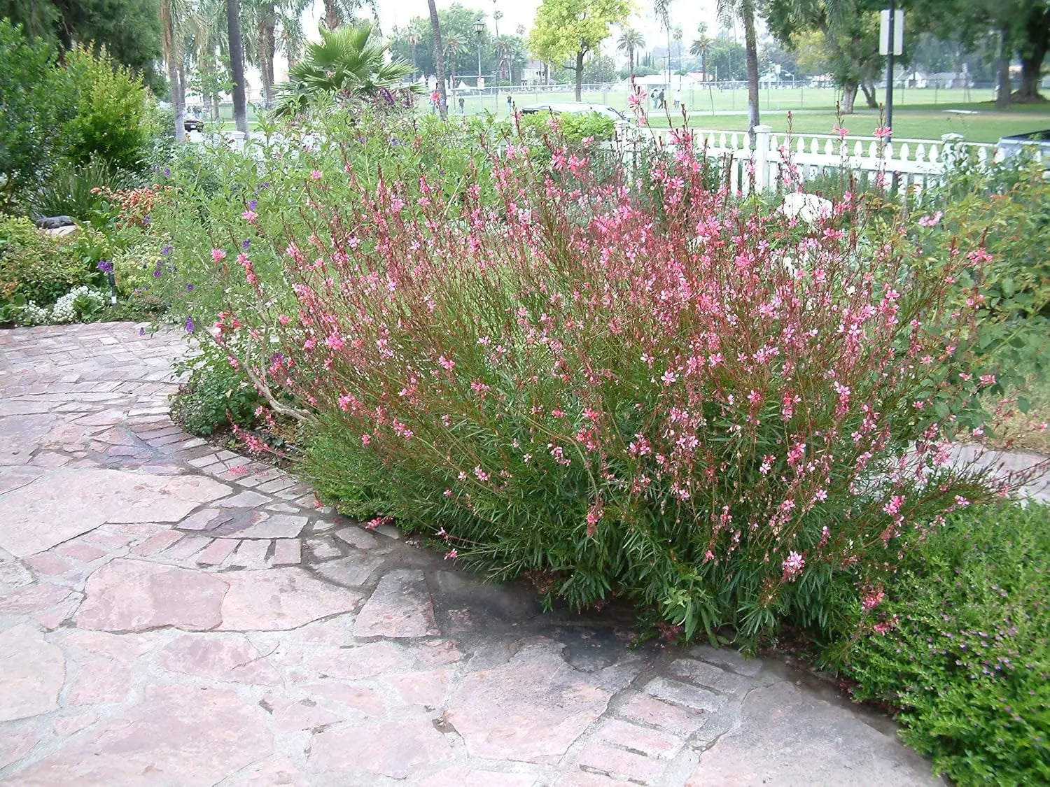 Zwei Gaura lindheimeri Stauden in Rosa und Weiß, Blüten mit grünen Blättern, von Stauden Gänge, für Garten und Balkone
