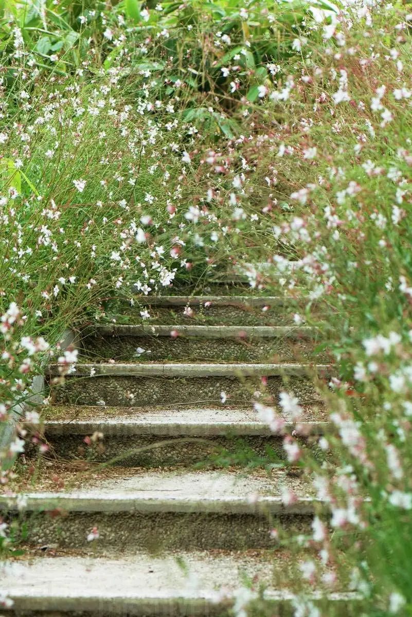 Zwei Gaura lindheimeri Stauden in Rosa und Weiß, blühende Prachtkerzen in einer Gartenkollektion, von Stauden Gänge.