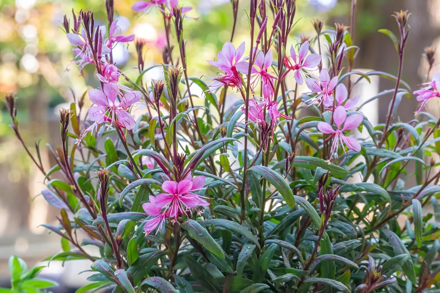 Zwei Gaura lindheimeri Stauden in Rosa und Weiß, Pflanze aus der Stauden Gänge Kollektion, blühende Gartenstauden.